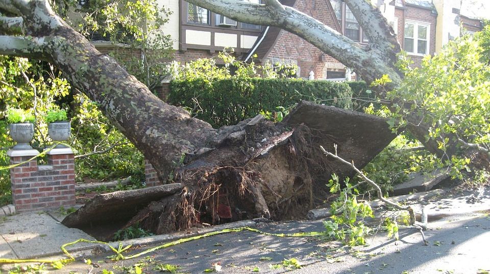 Emergency Tree Removal: What to Do When a Tree Falls Unexpectedly