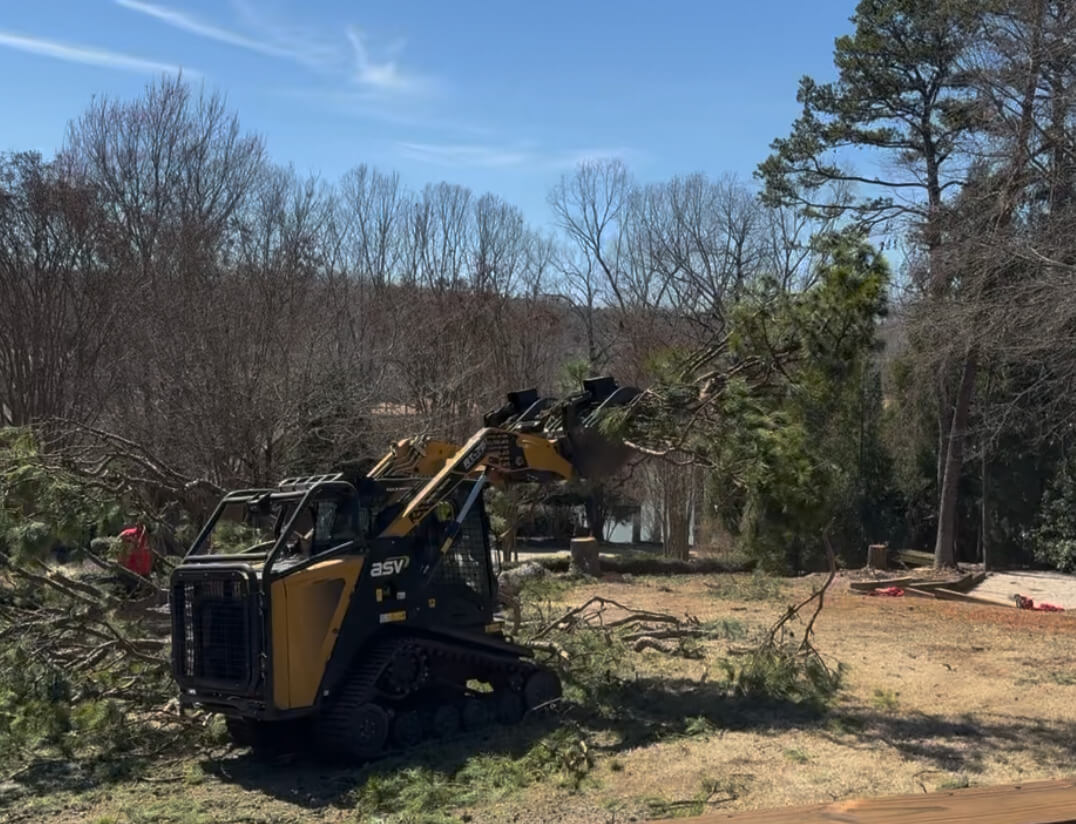 Tree Fell on My Property: What to Do Next