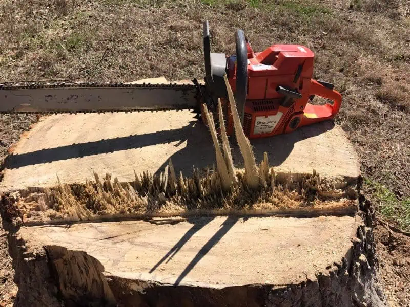 Do I Need a Permit to Remove a Tree in Spartanburg, SC