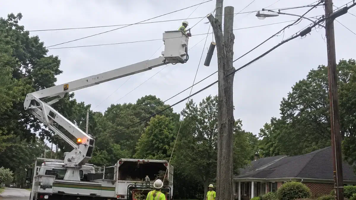 Dangers of Tree Removal Near Power Lines Explained