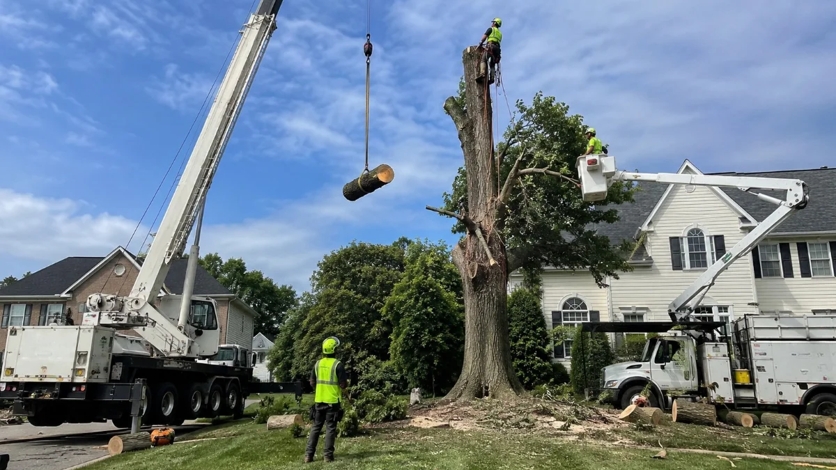 Crane-Assisted Tree Removal