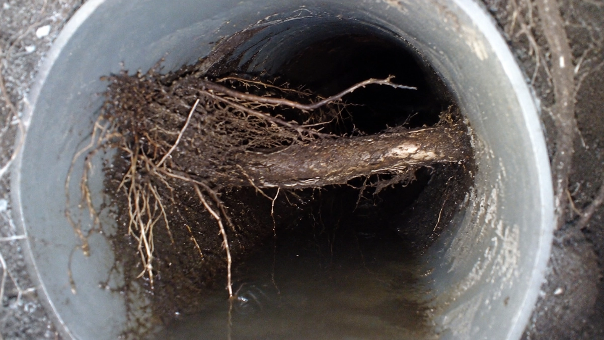 Tree Roots in Sewer Line Spartanburg SC 2026