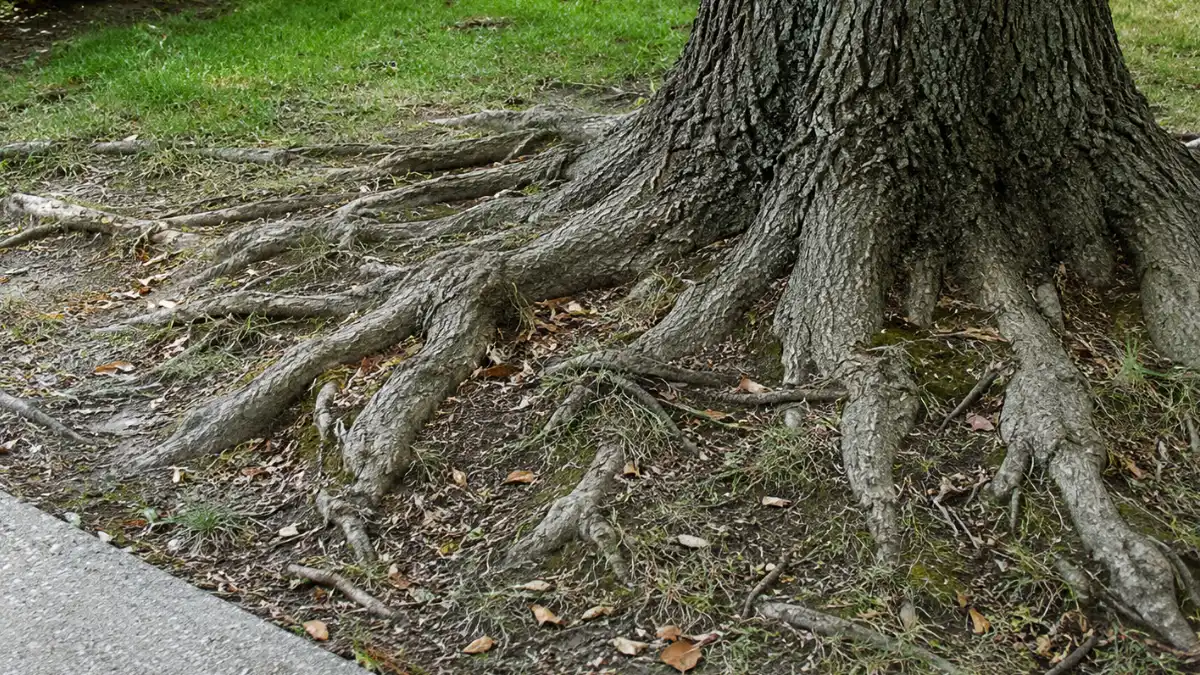 Tree Root Removal Spartanburg SC | Tanner's 2026 Guide