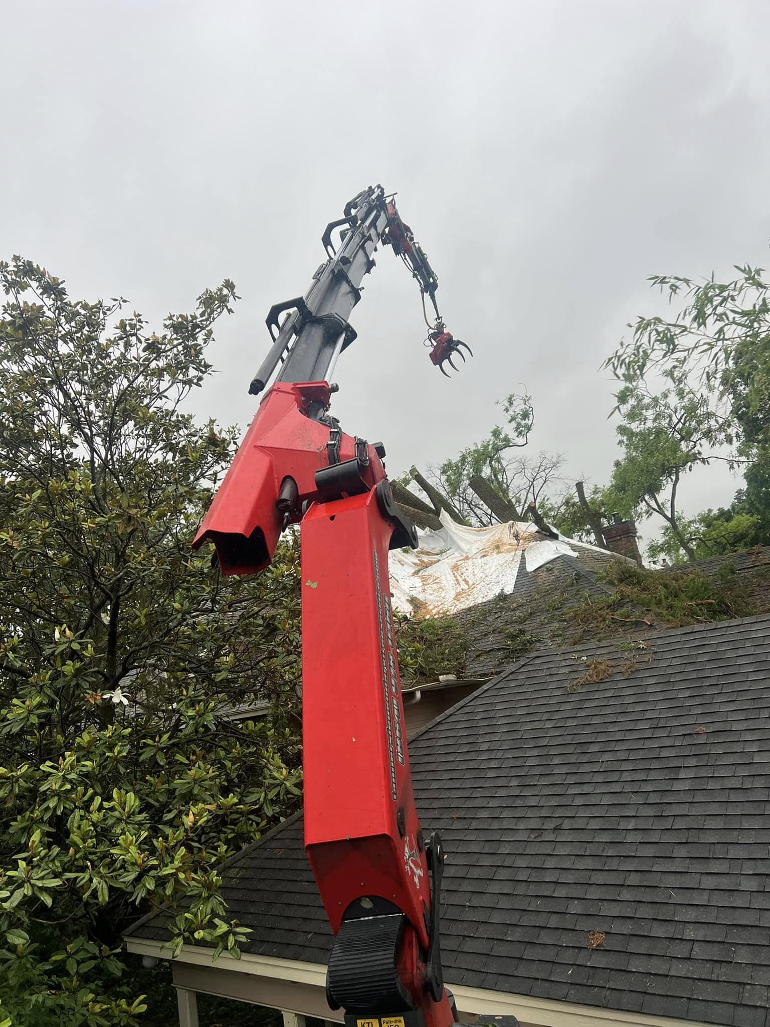Winter Tree Pruning in Spartanburg: Dormancy Is Best
