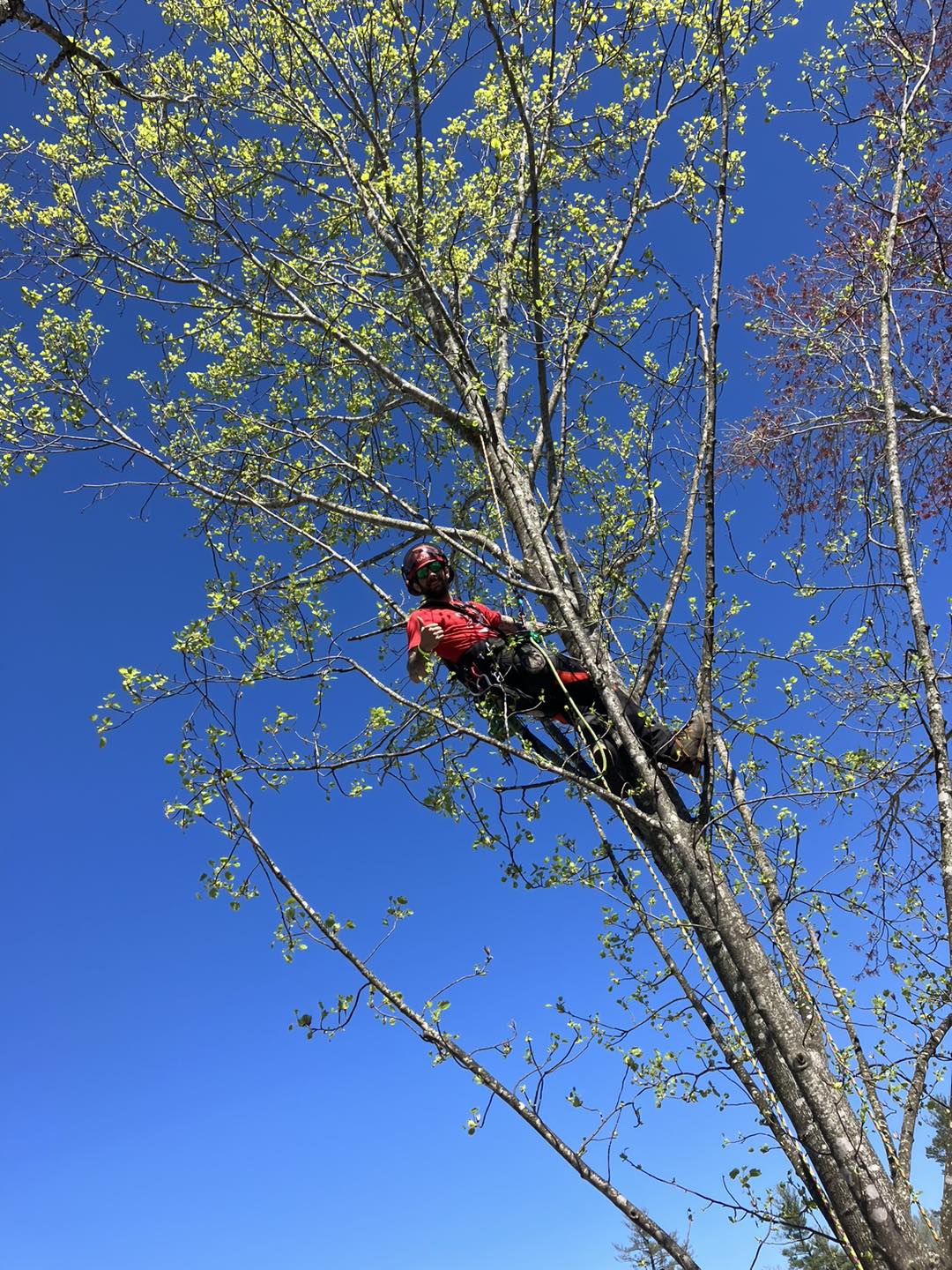 Certified Arborist Spartanburg SC | Tanner's Tree Service 2026