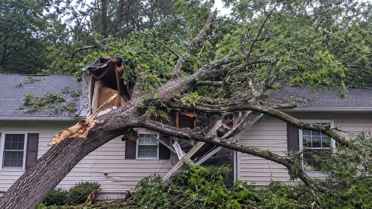 Understanding homeowners insurance coverage for tree removal in South Carolina.