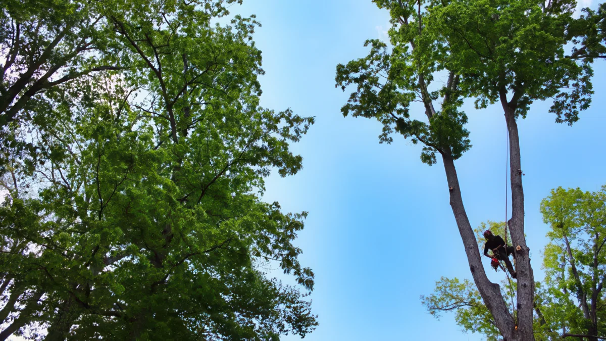 Tanner's Legendary Tree Service crew professionally trimming a large tree in Spartanburg SC