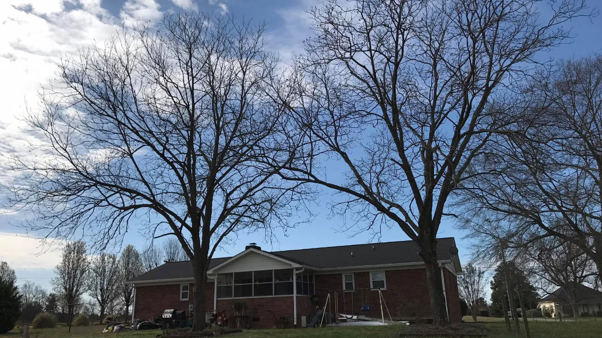 Dead tree with no leaves showing signs of decay in Spartanburg SC yard