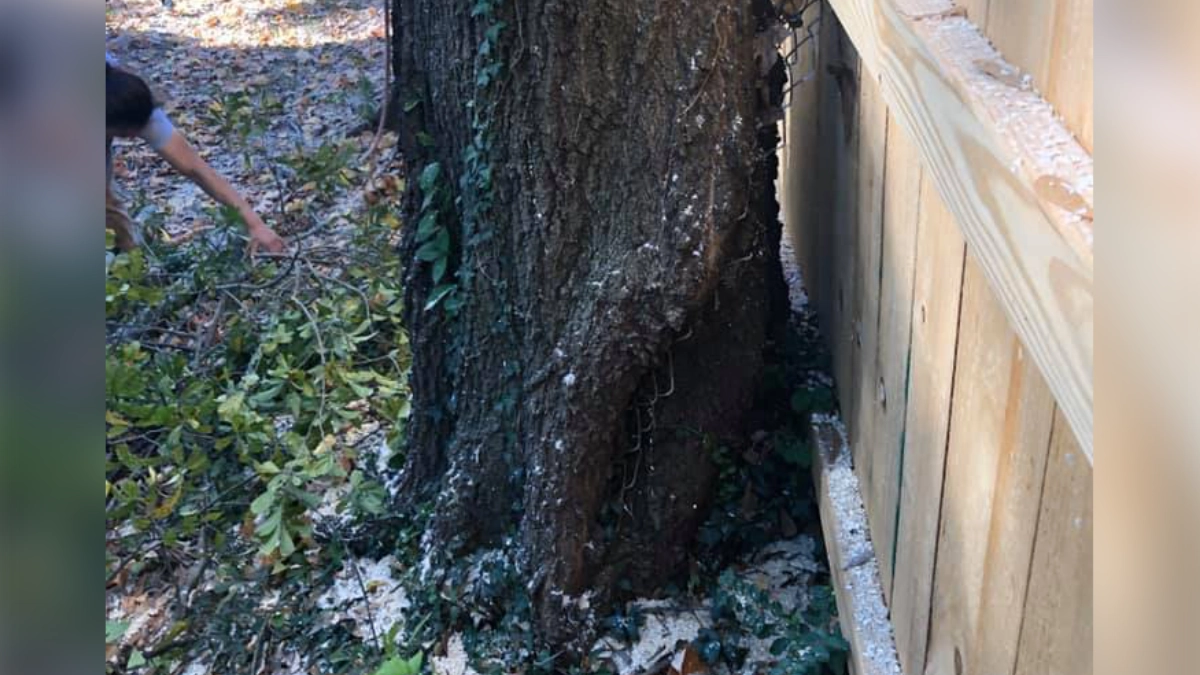 Large tree growing too close to a house in Spartanburg SC showing risk of damage