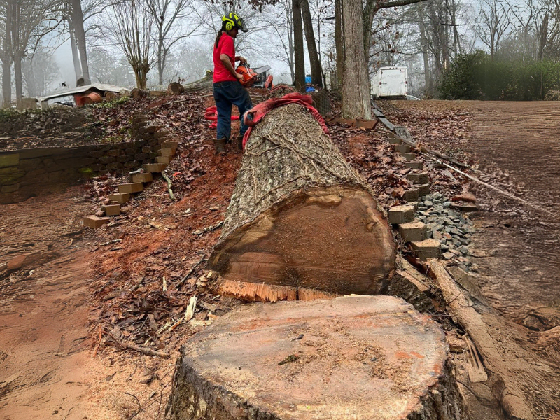 Tanner's Legendary Tree Service crew performing professional stump grinding in Spartanburg, SC